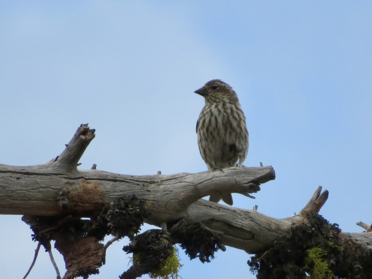 Cassin's Finch - ML645005105