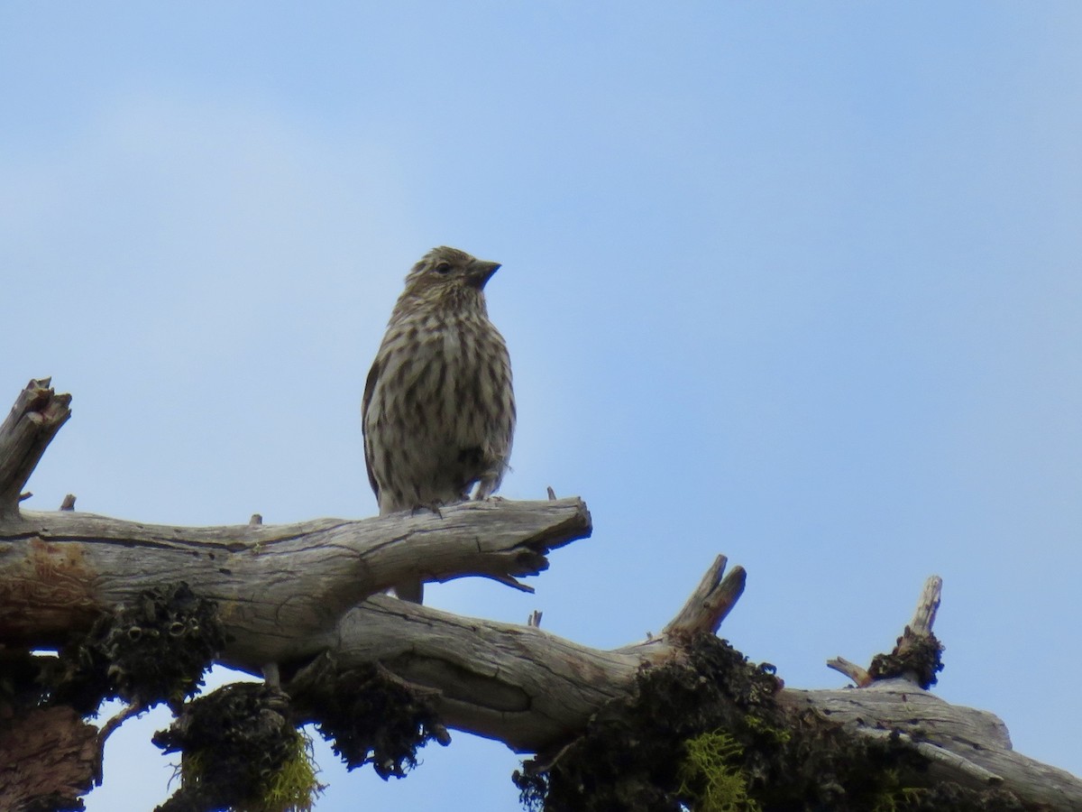 Cassin's Finch - ML645005106