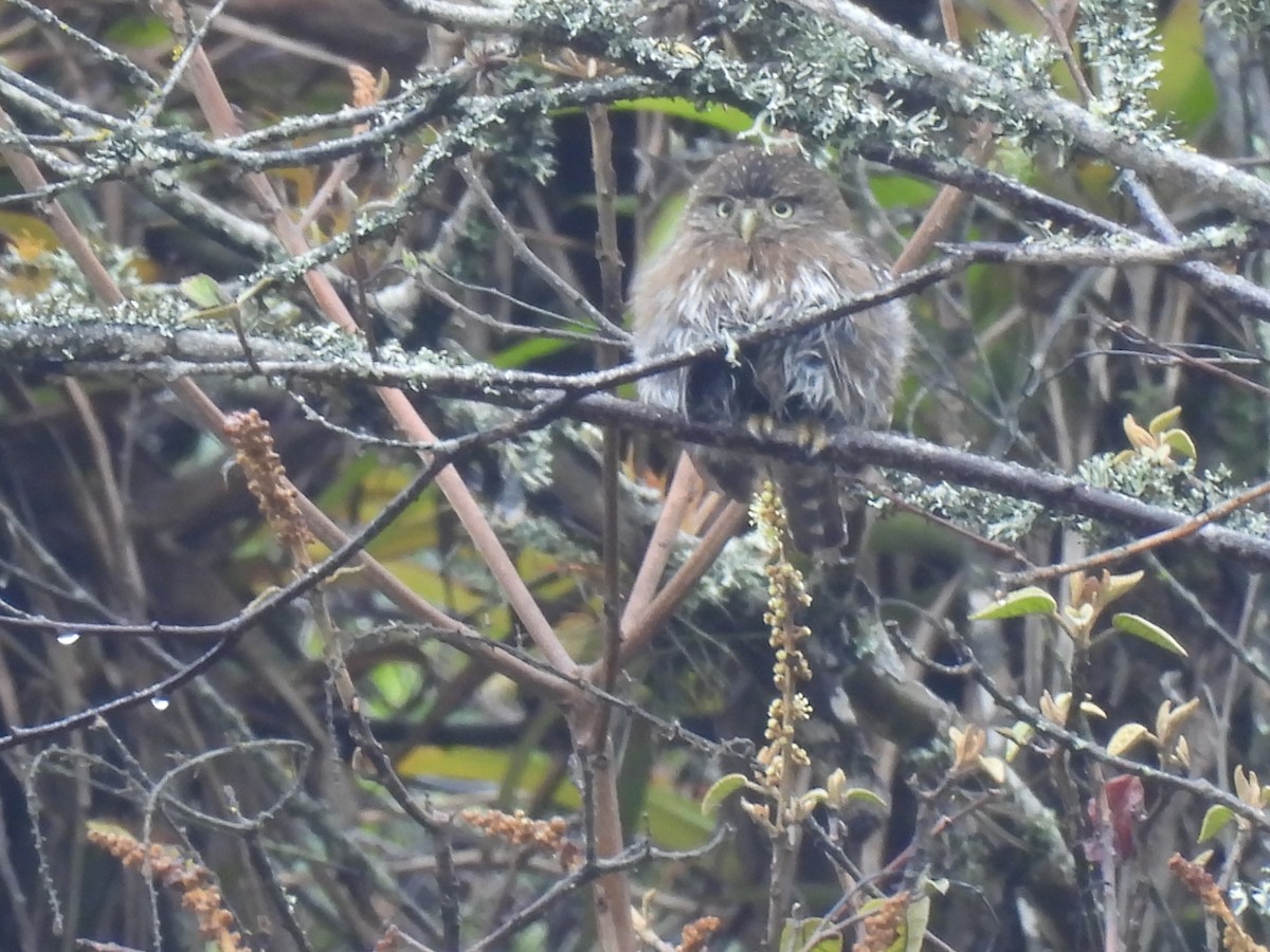 Peruvian Pygmy-Owl - ML645005107