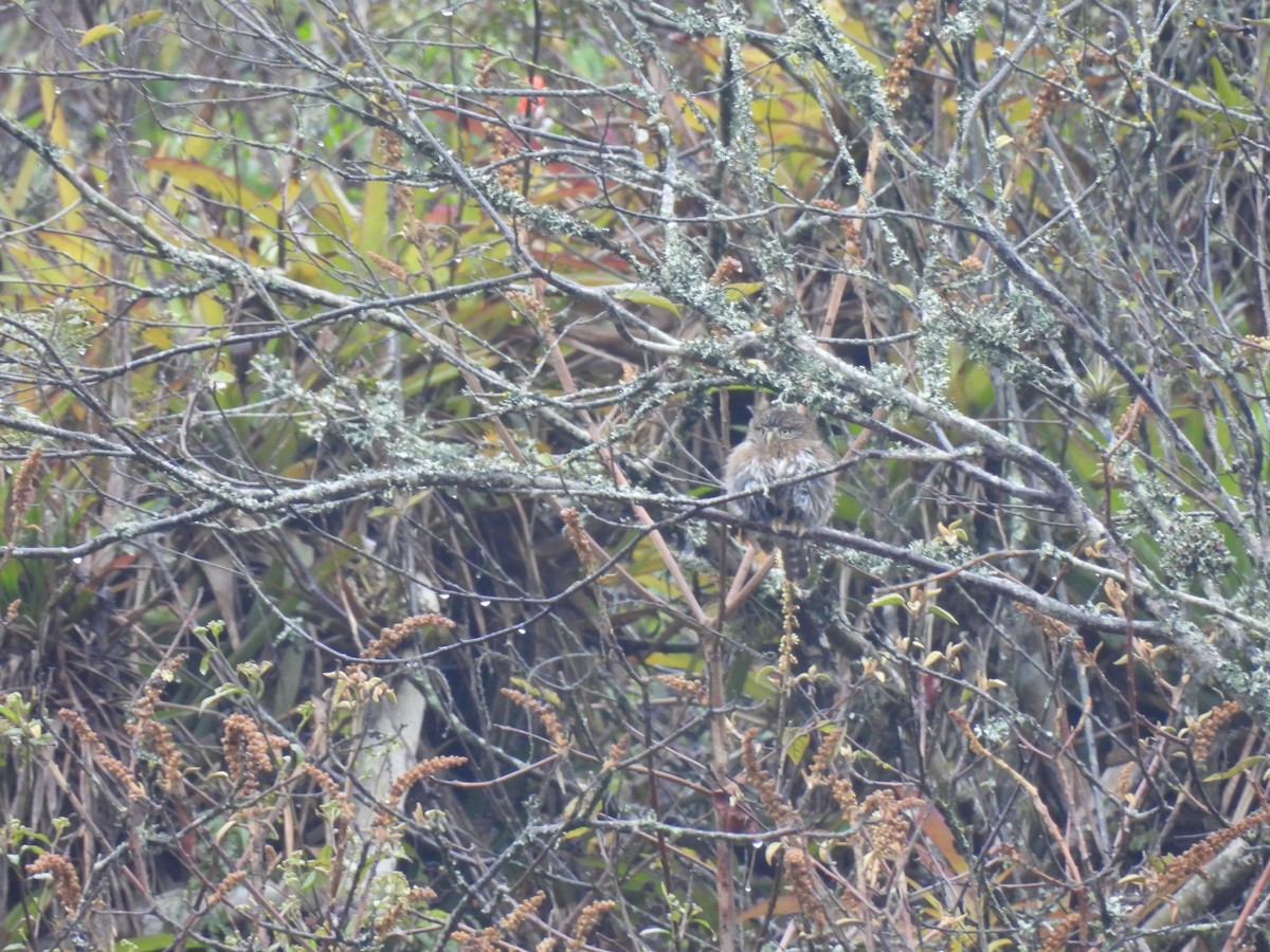 Peruvian Pygmy-Owl - ML645005109