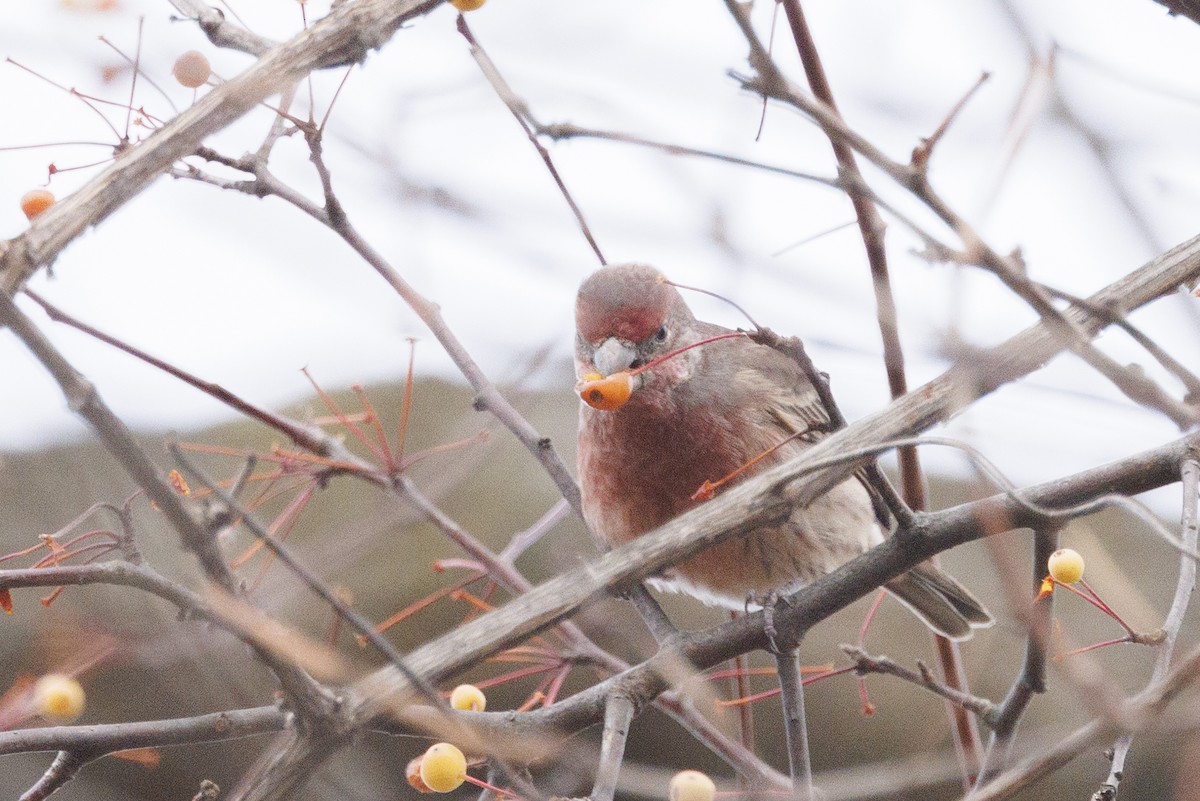 House Finch - ML645005110