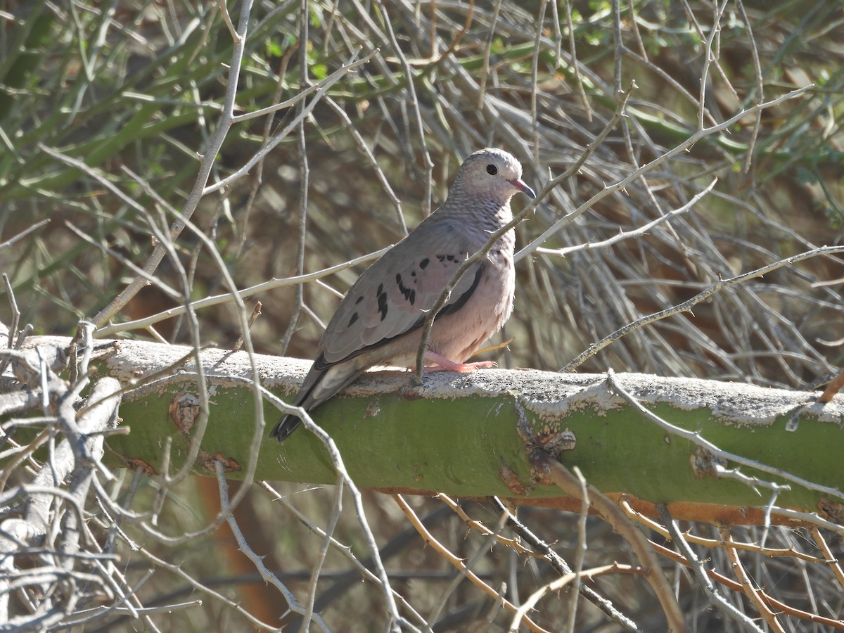 Common Ground Dove - ML645005111