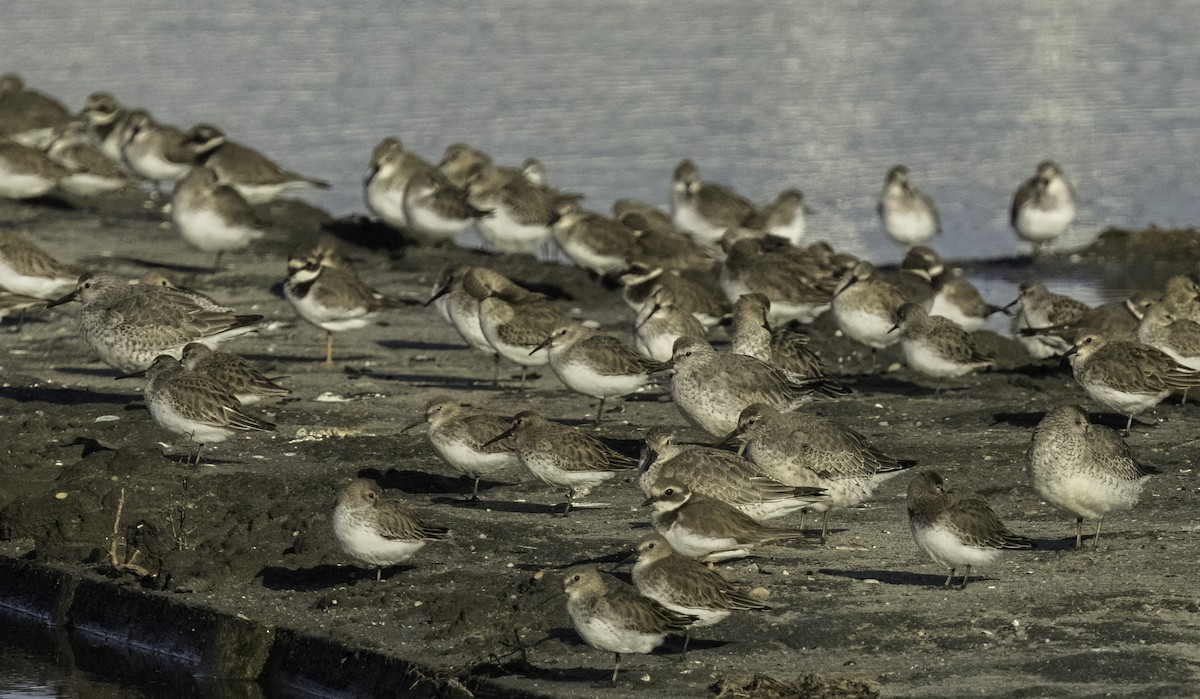 紅腹濱鷸 - ML645005112