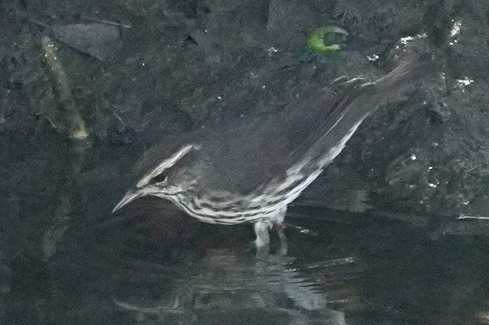 Northern Waterthrush - ML645005113