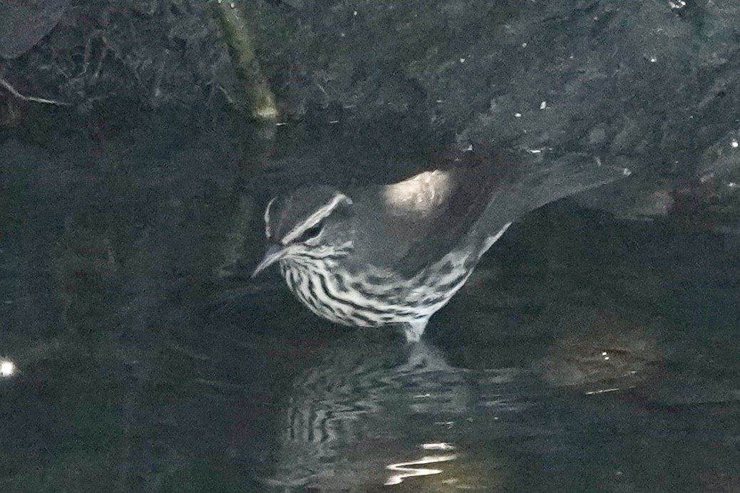 Northern Waterthrush - ML645005114