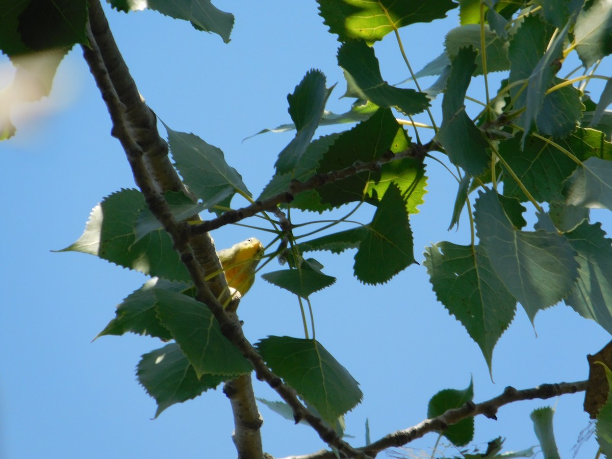 Northern Parula - ML645005115