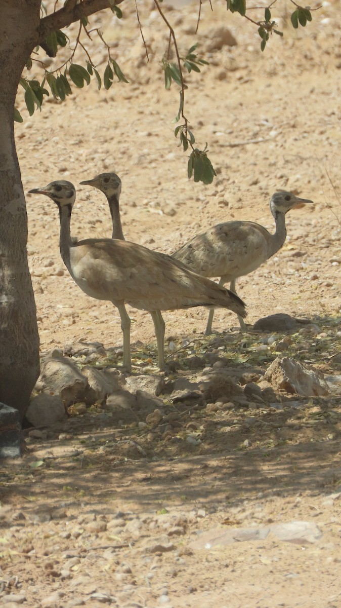 Rüppell's Bustard - ML645005116