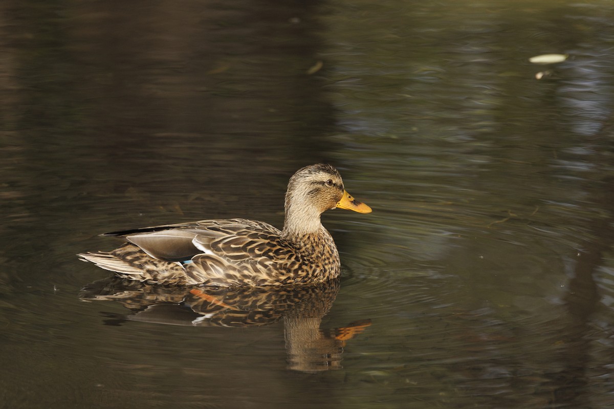 綠頭鴨 - ML645005117