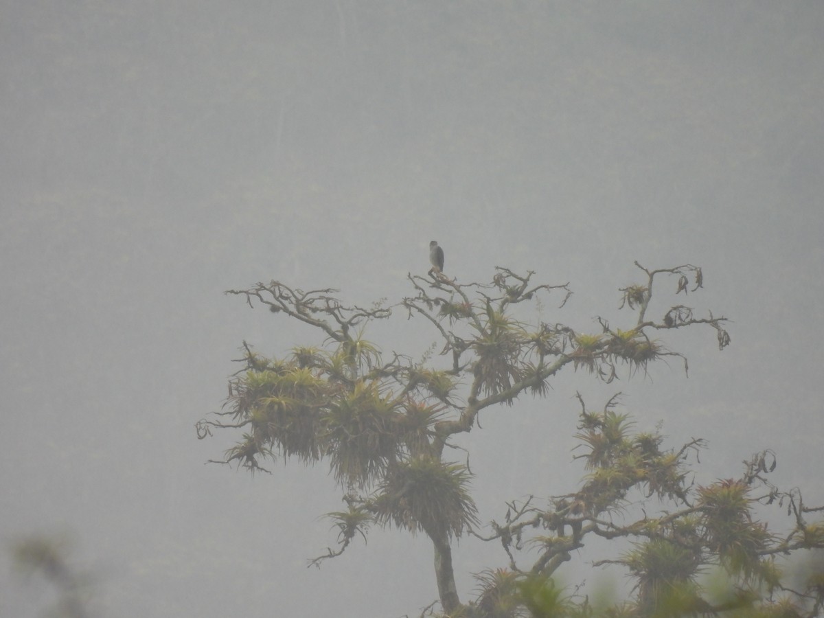 Bicolored Hawk - ML645005118