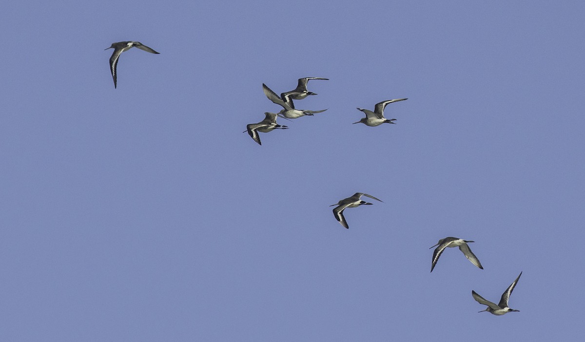 黑尾鷸 - ML645005119