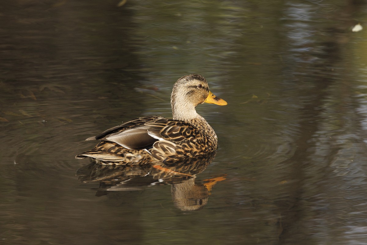 綠頭鴨 - ML645005120