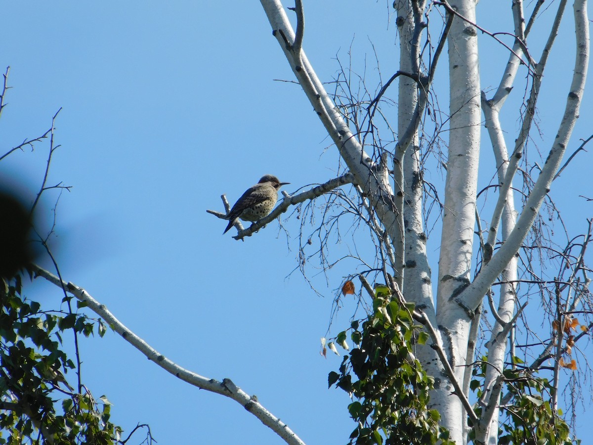 Northern Flicker - ML645005122