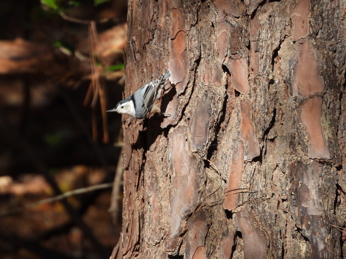 White-breasted Nuthatch - ML645005123