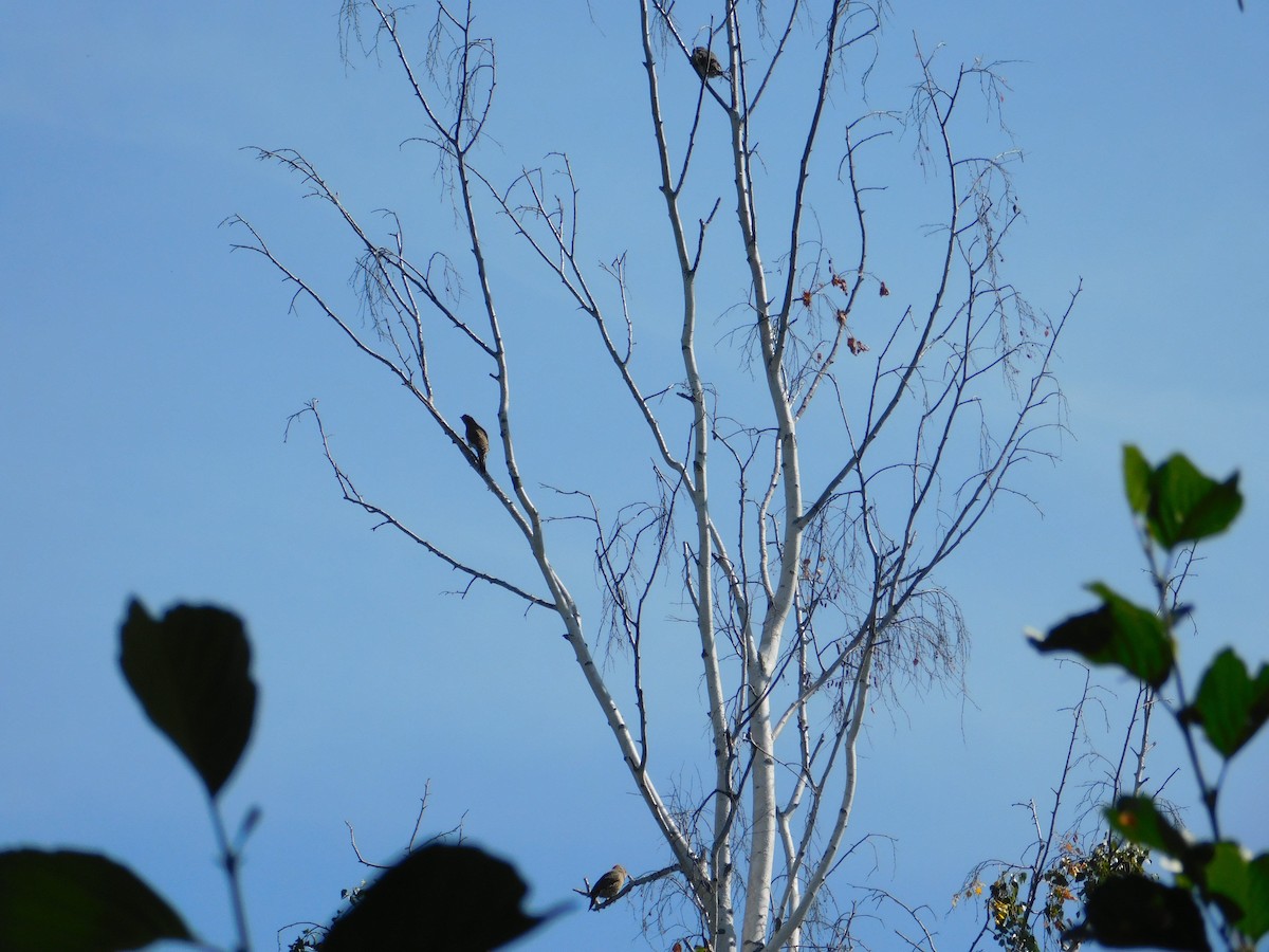Northern Flicker - ML645005124
