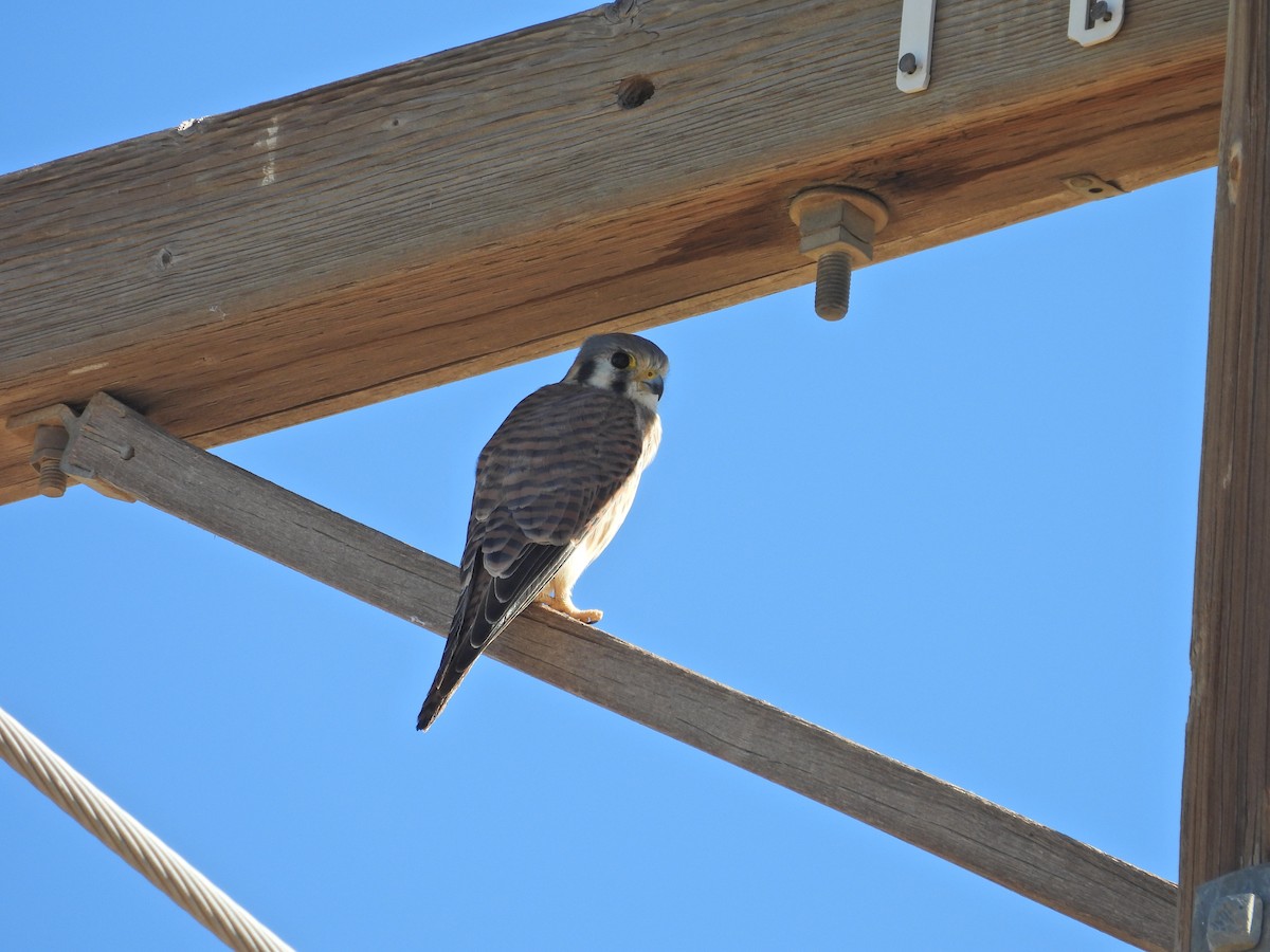American Kestrel - ML645005125