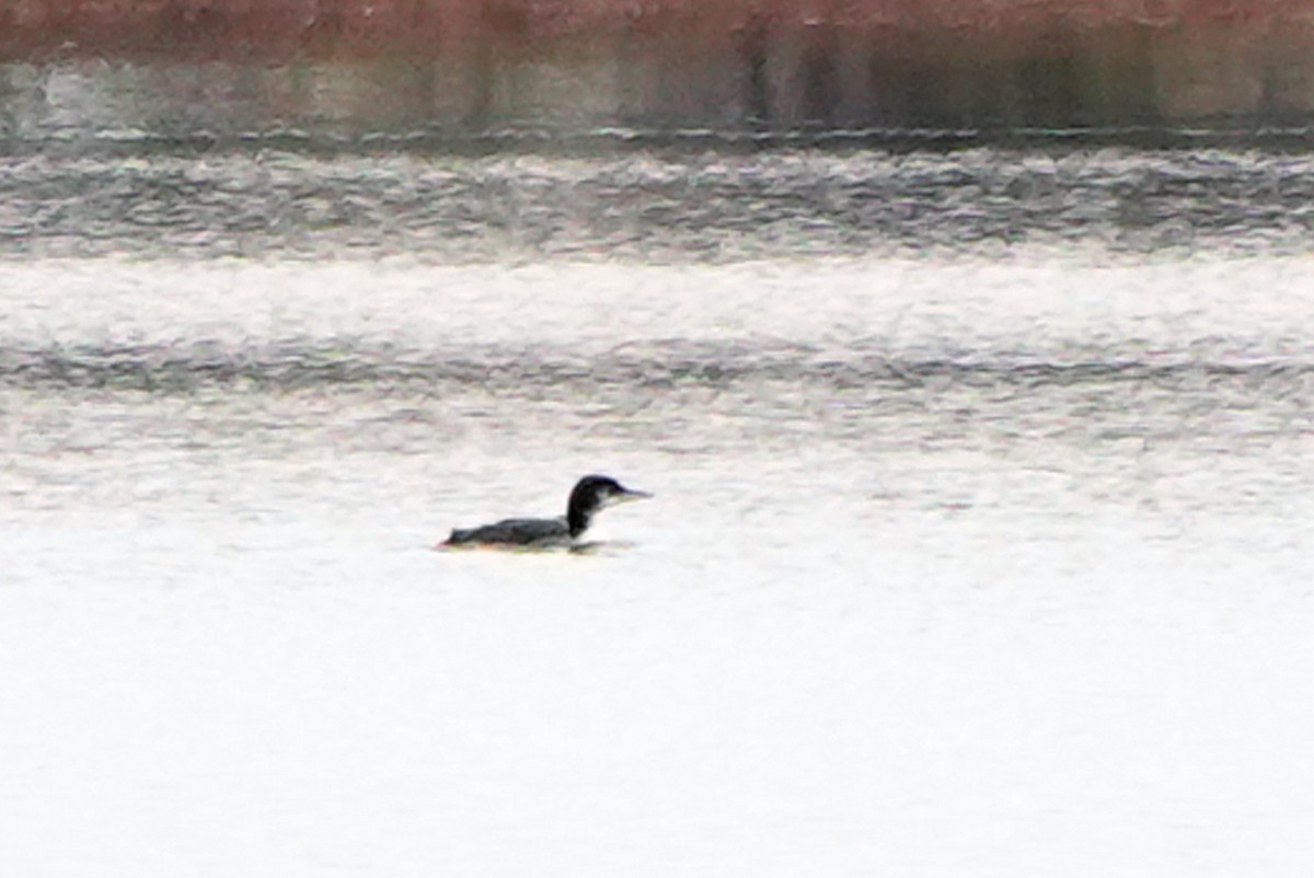 Common Loon - ML645005126