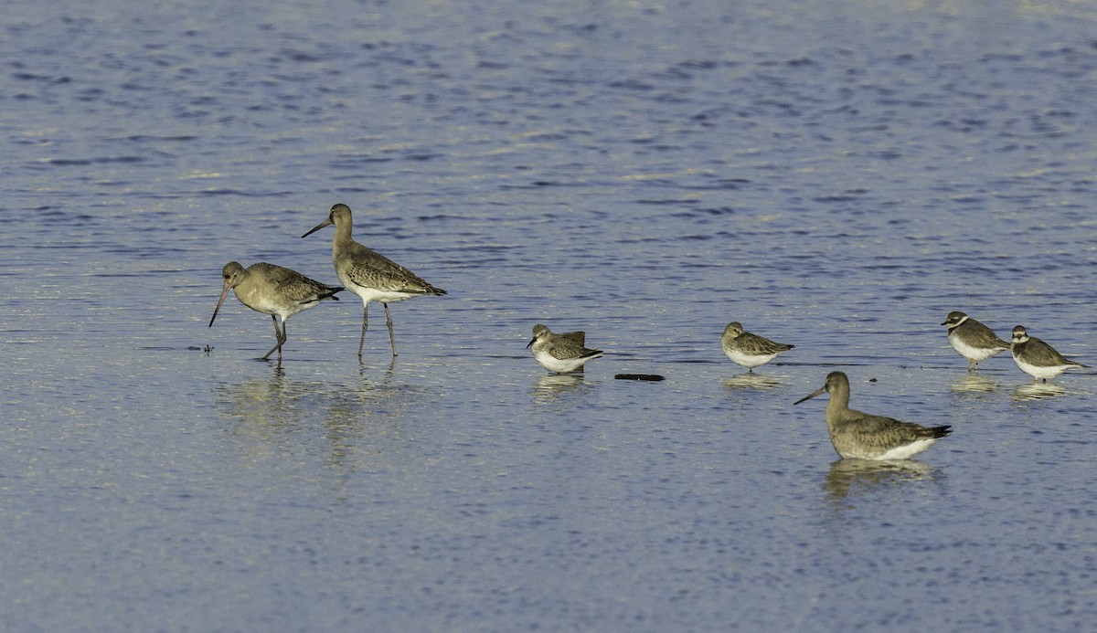 黑尾鷸 - ML645005129