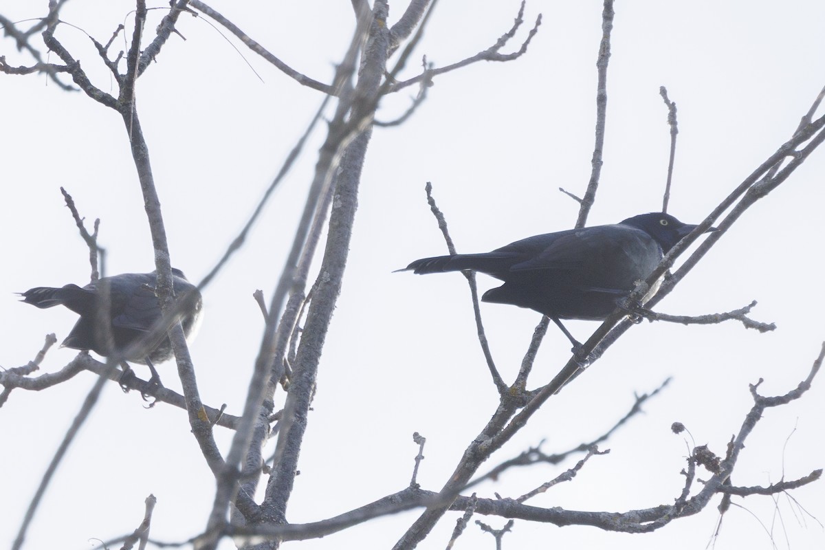 Common Grackle - ML645005132