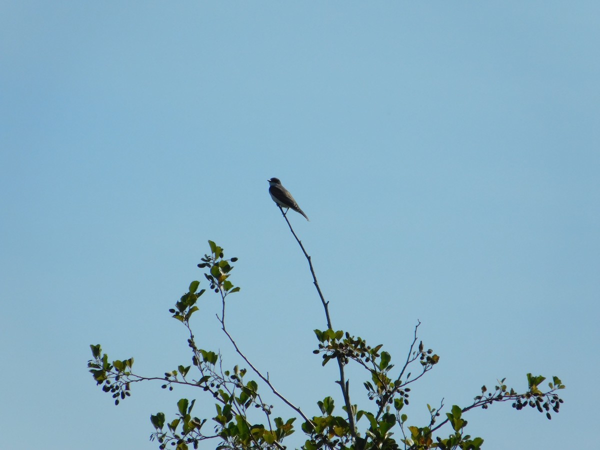 Northern Flicker - ML645005137