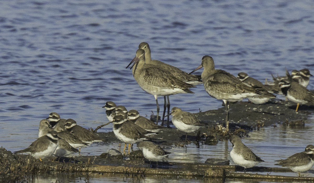 黑尾鷸 - ML645005138