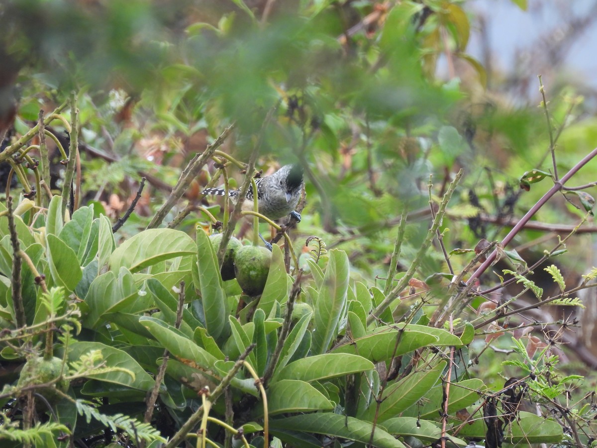 Chapman's Antshrike - ML645005142