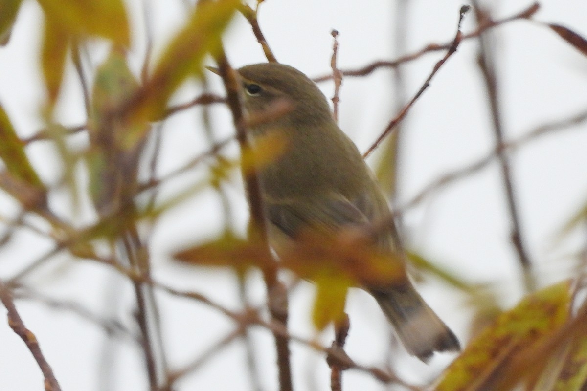 嘰喳柳鶯 - ML645005143