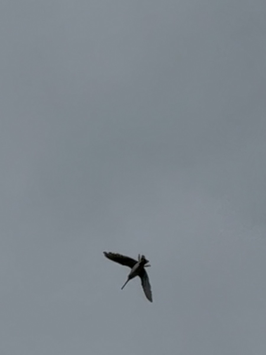 田鷸 - ML645005145