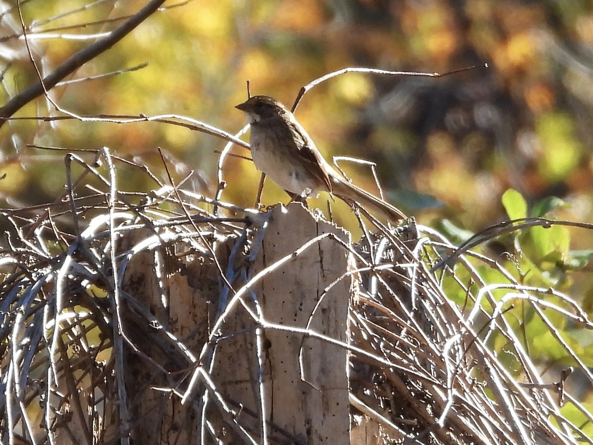 White-throated Sparrow - ML645005147