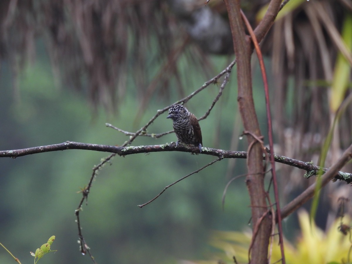 Ecuadorian Piculet - ML645005156