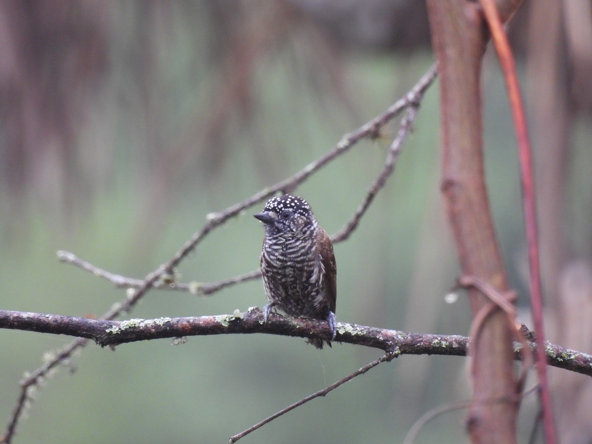 Ecuadorian Piculet - ML645005157