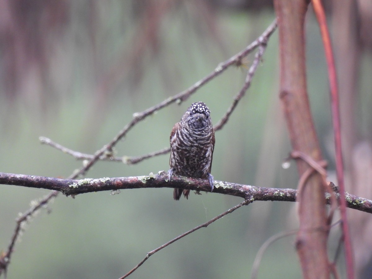 Ecuadorian Piculet - ML645005158