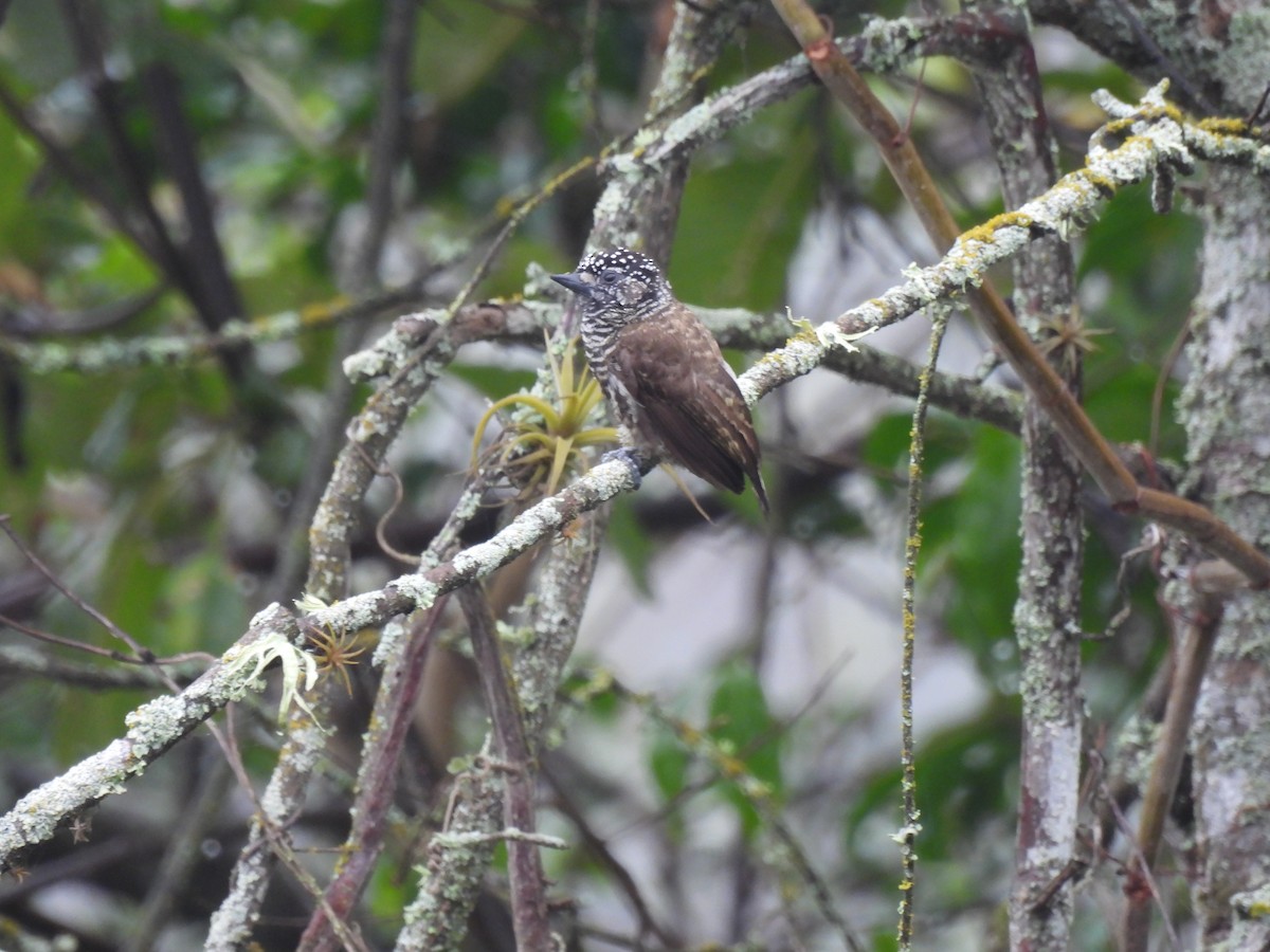 Ecuadorian Piculet - ML645005159