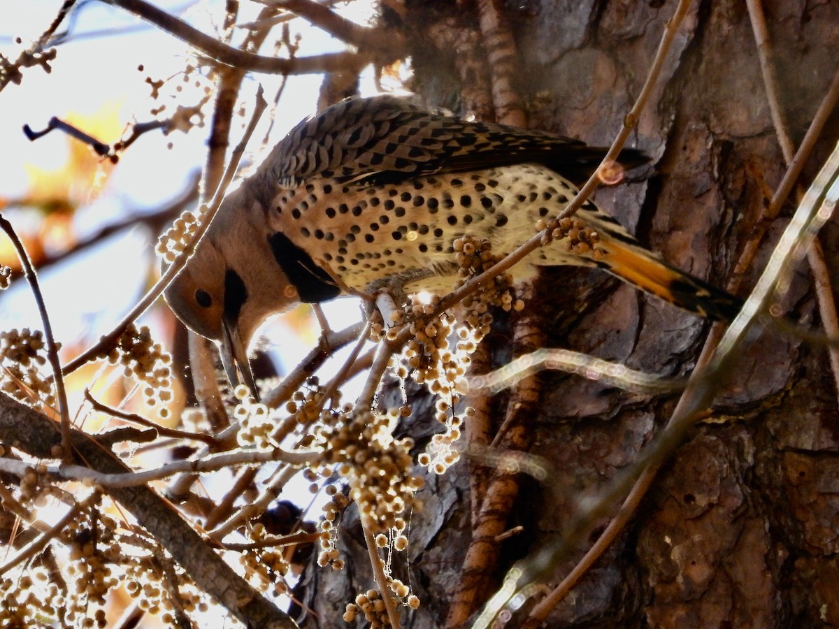 Northern Flicker - ML645005161