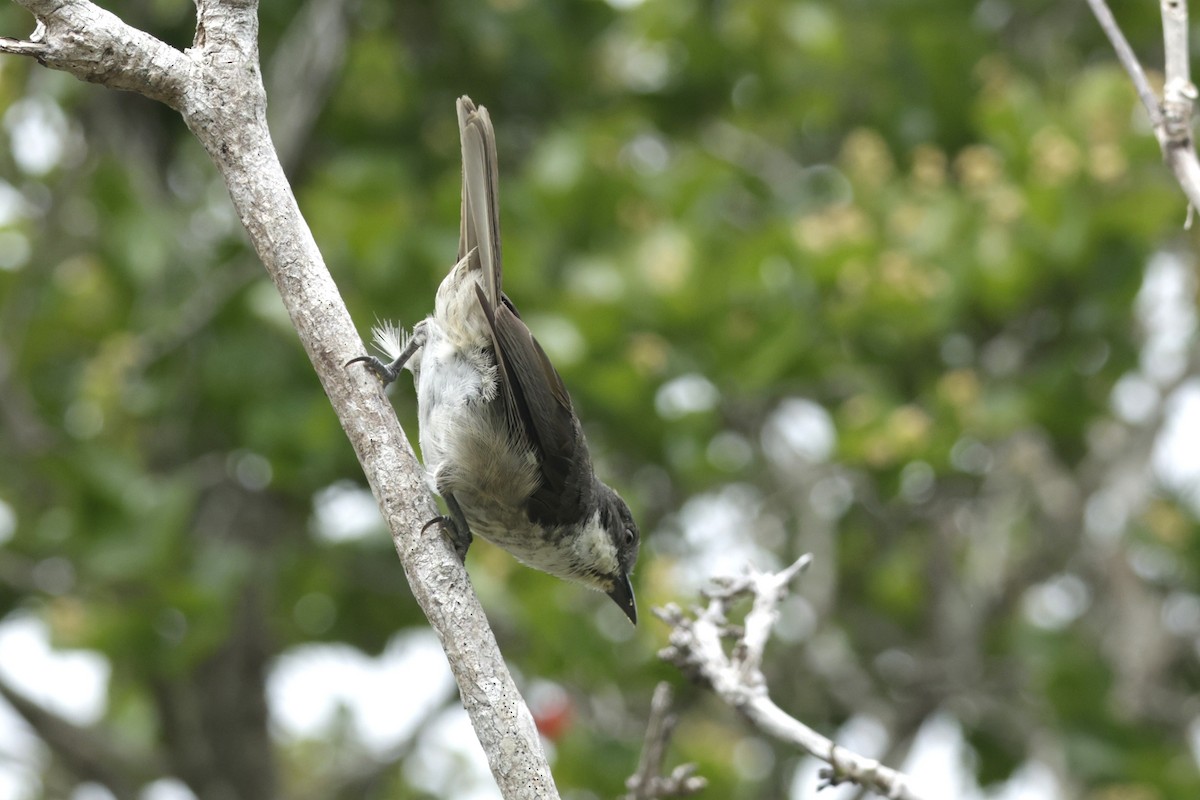 Puerto-Rico-Tangare - ML645005167