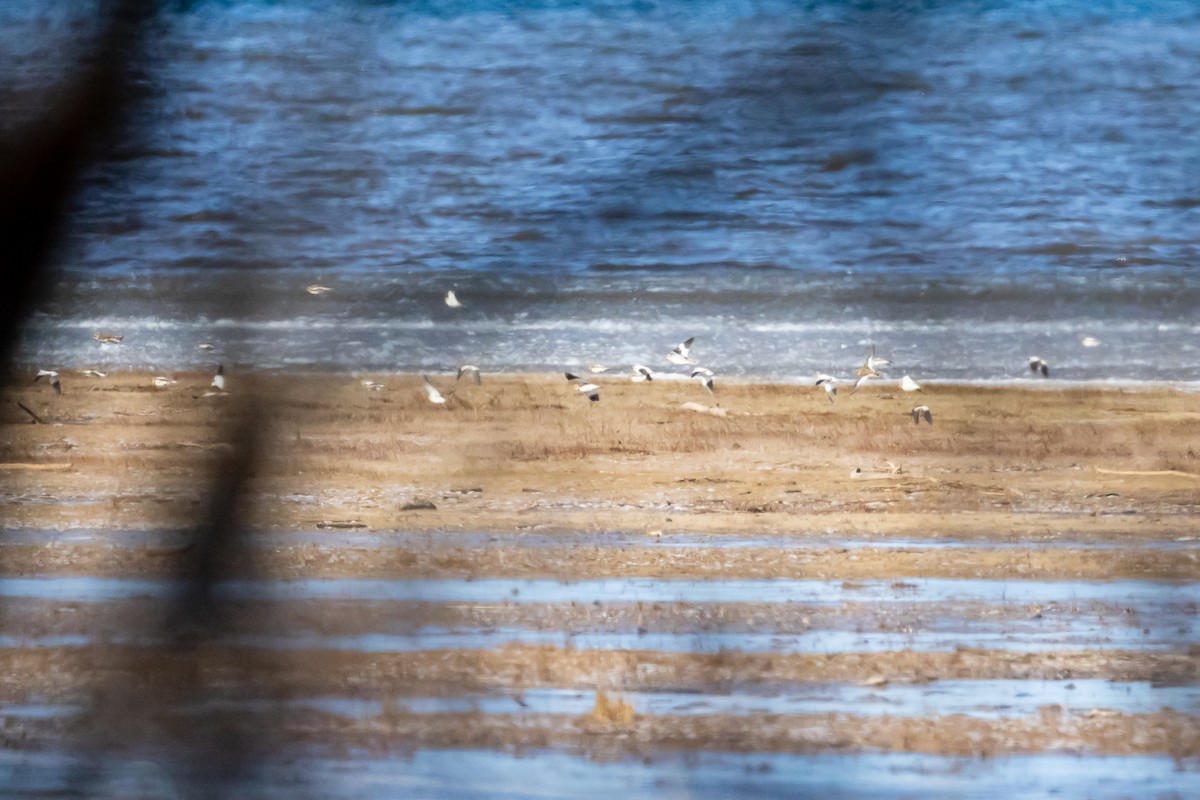 Snow Bunting - ML645005169