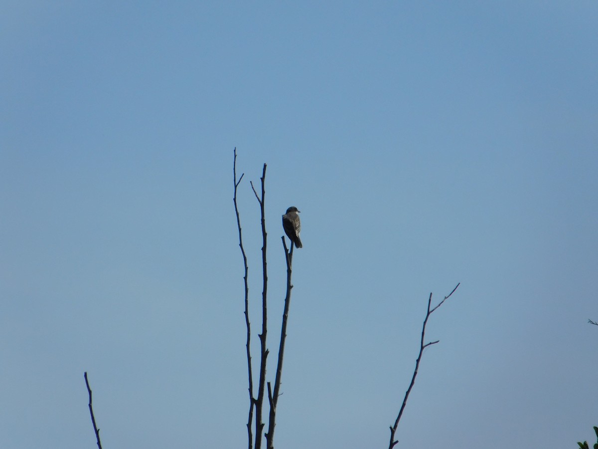 Tirano Oriental - ML645005174