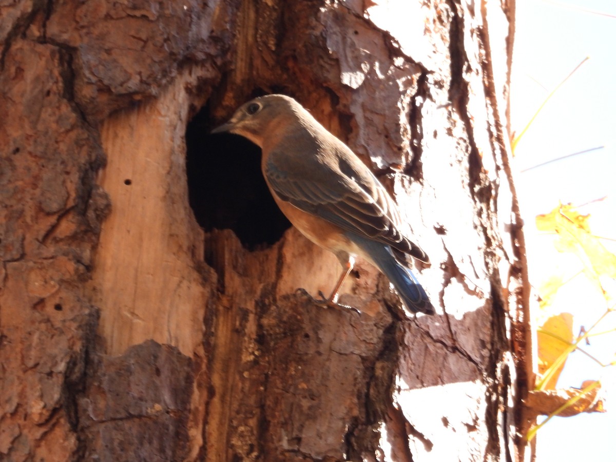 Eastern Bluebird - ML645005181
