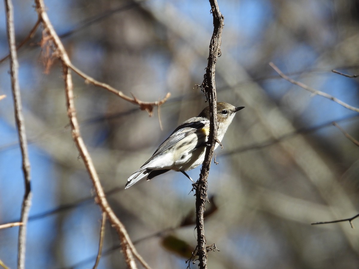 Yellow-rumped Warbler - ML645005196
