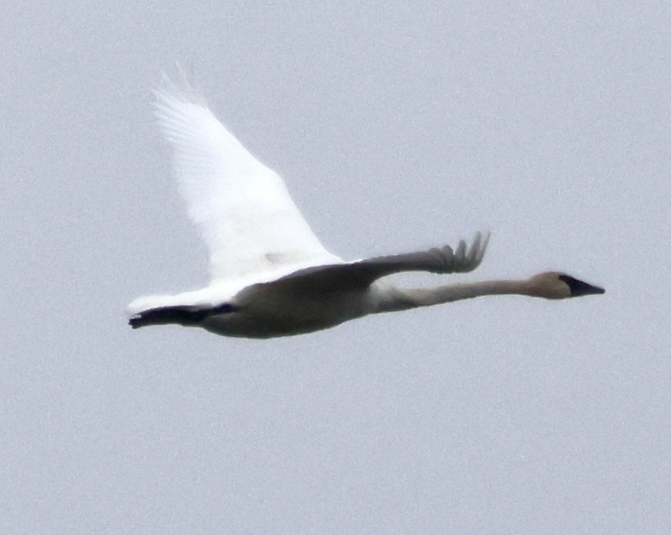 ナキハクチョウ - ML645005201