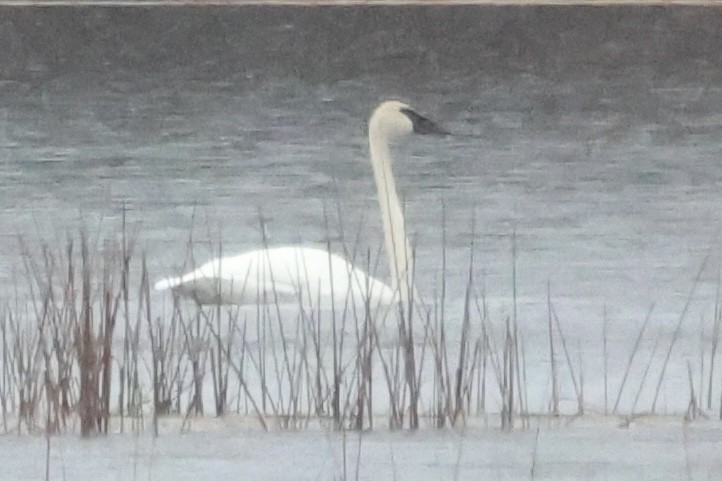 ナキハクチョウ - ML645005202