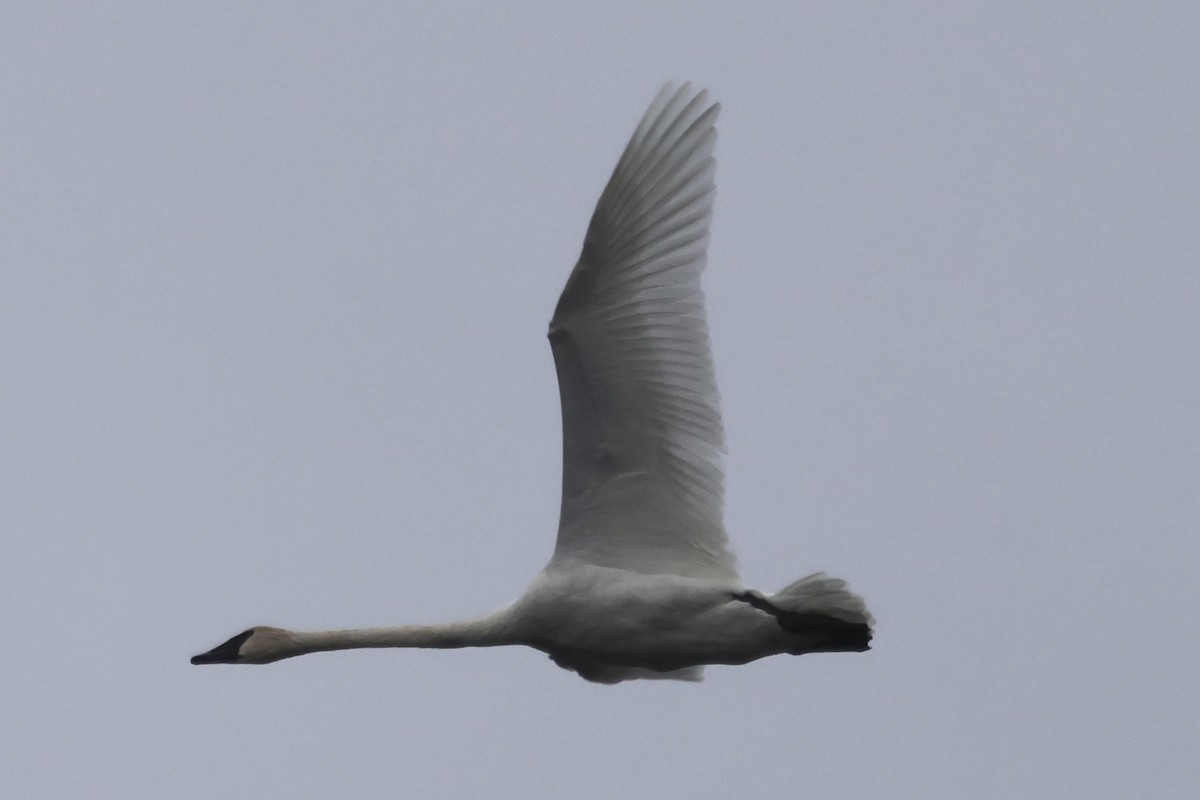 ナキハクチョウ - ML645005203