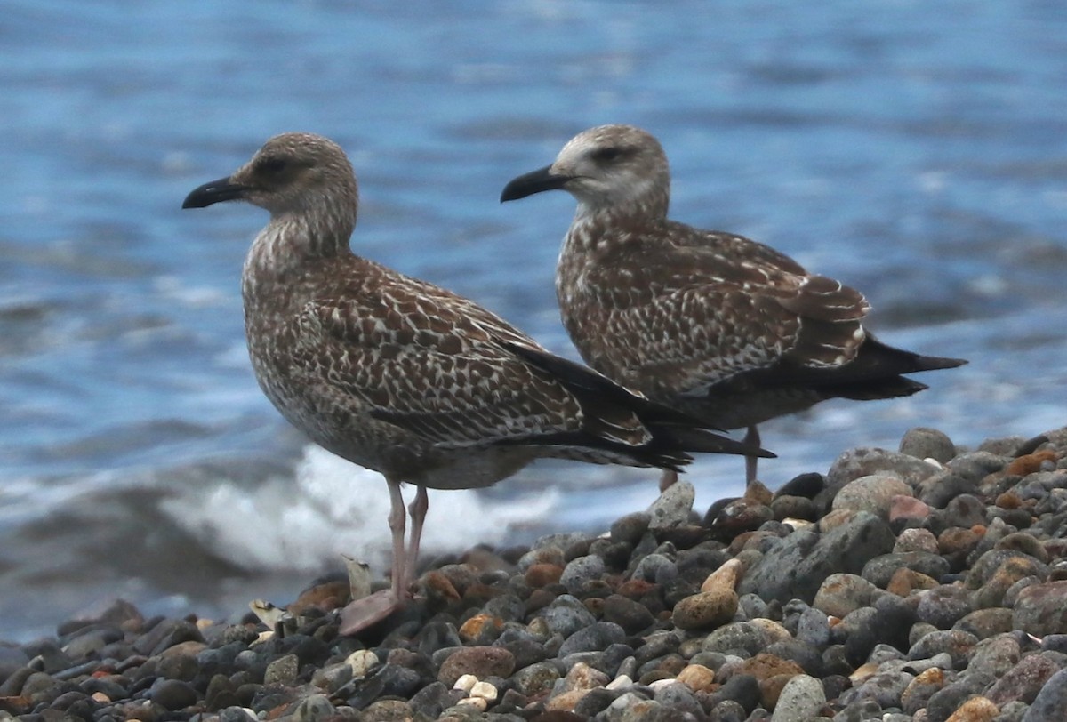 Lesser Black-backed Gull - ML645005225