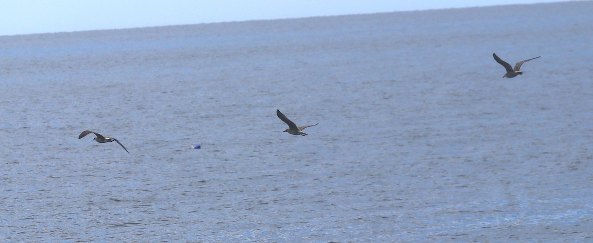 Lesser Black-backed Gull - ML645005226