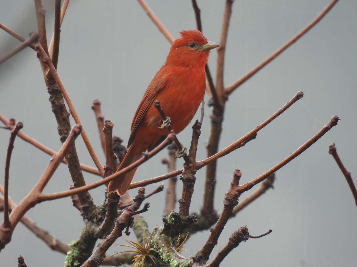 Hepatic Tanager - ML645005237