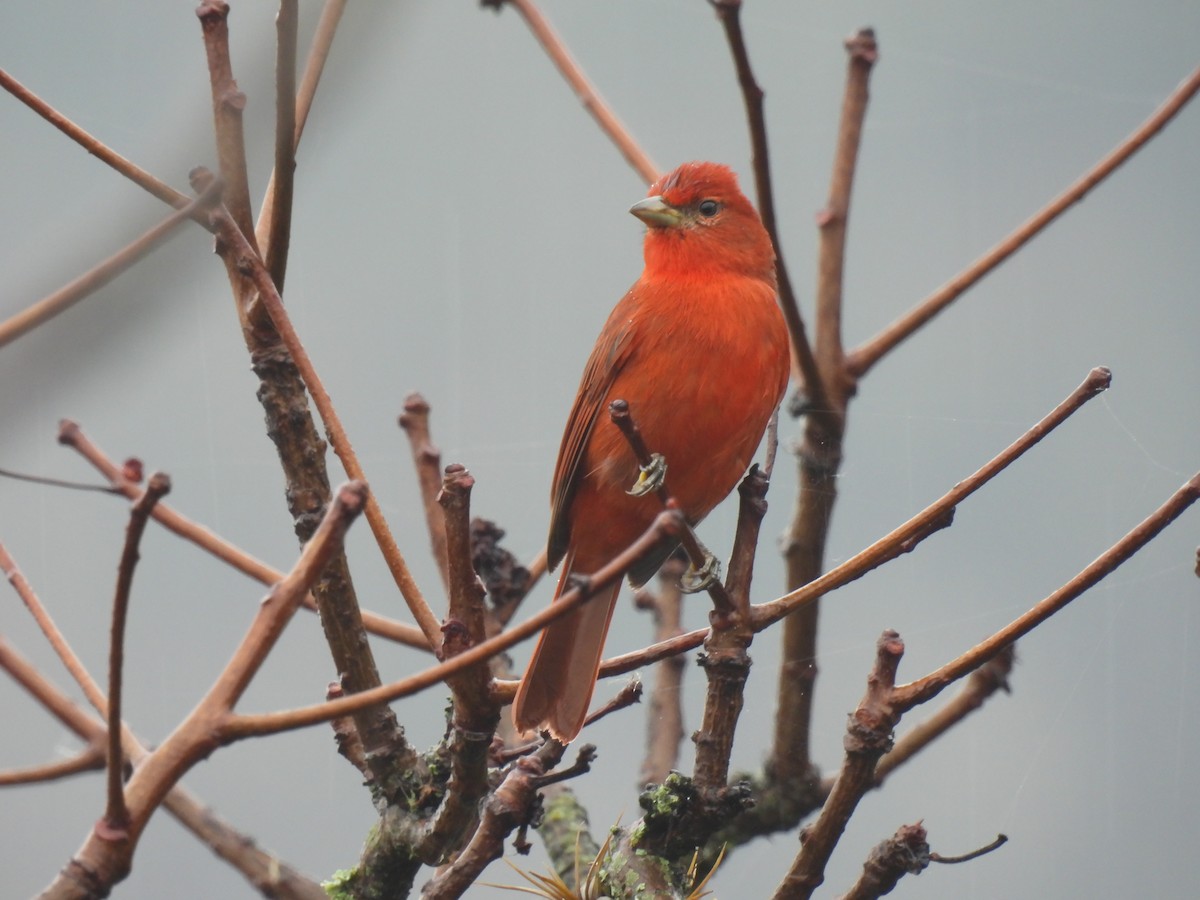 Hepatic Tanager - ML645005238