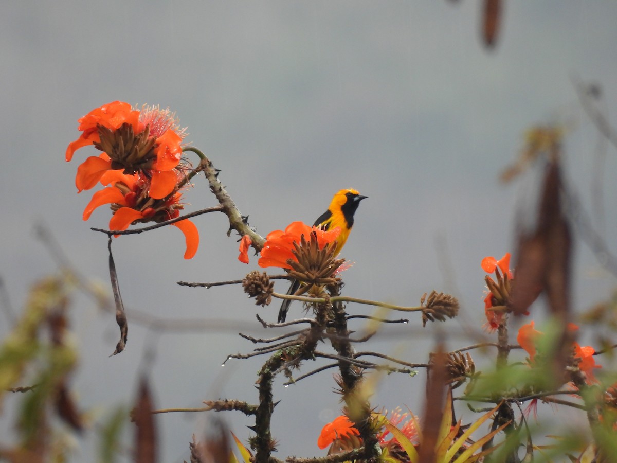 White-edged Oriole - ML645005244