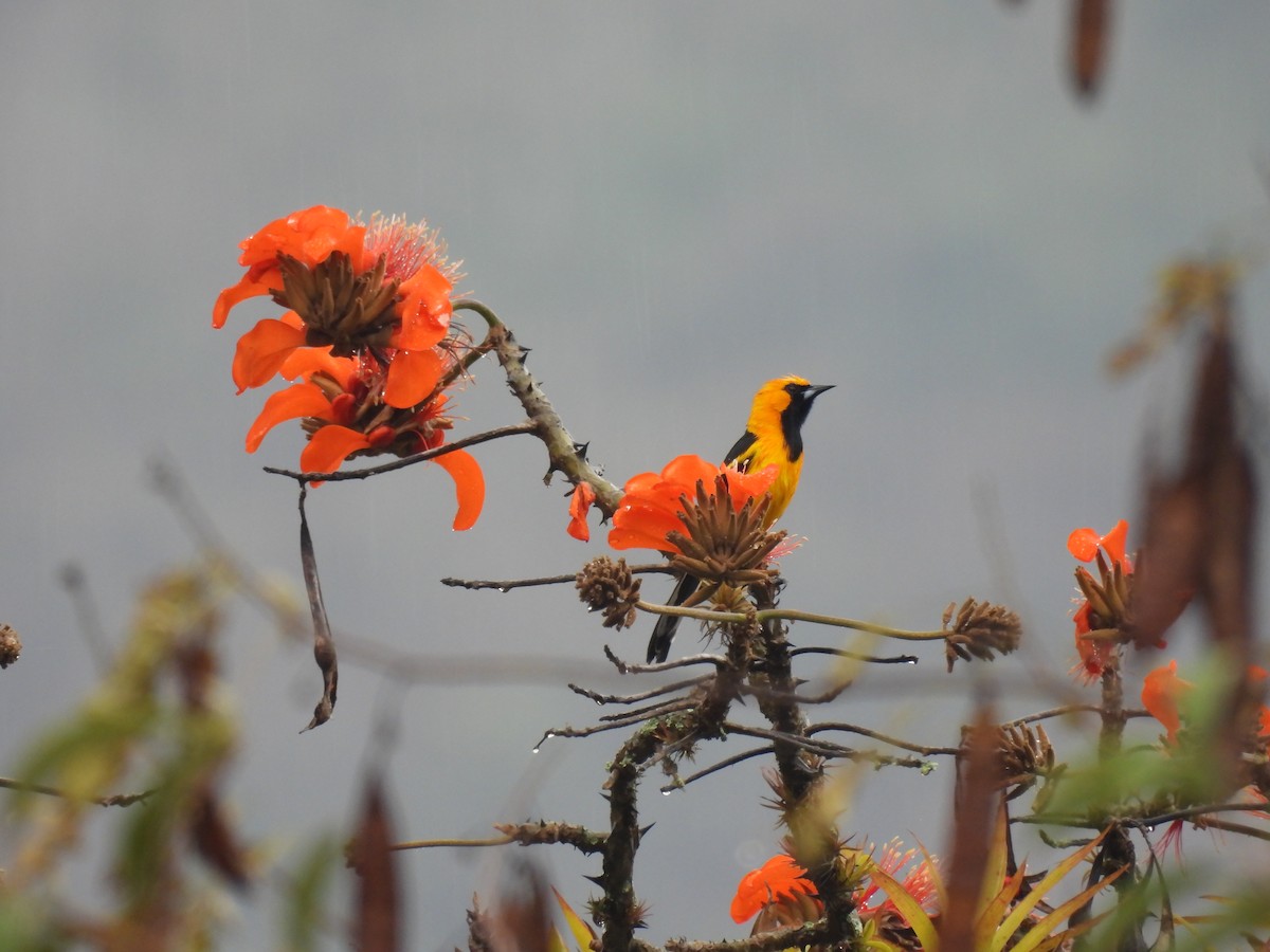 White-edged Oriole - ML645005246