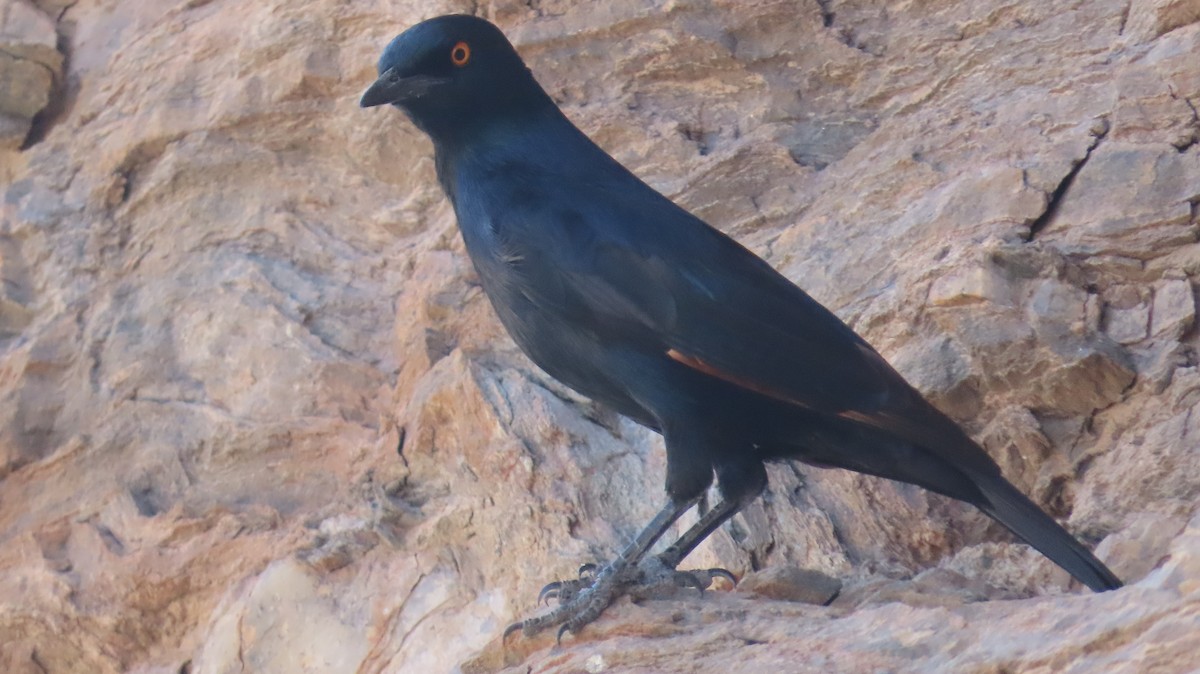 Pale-winged Starling - ML645005259