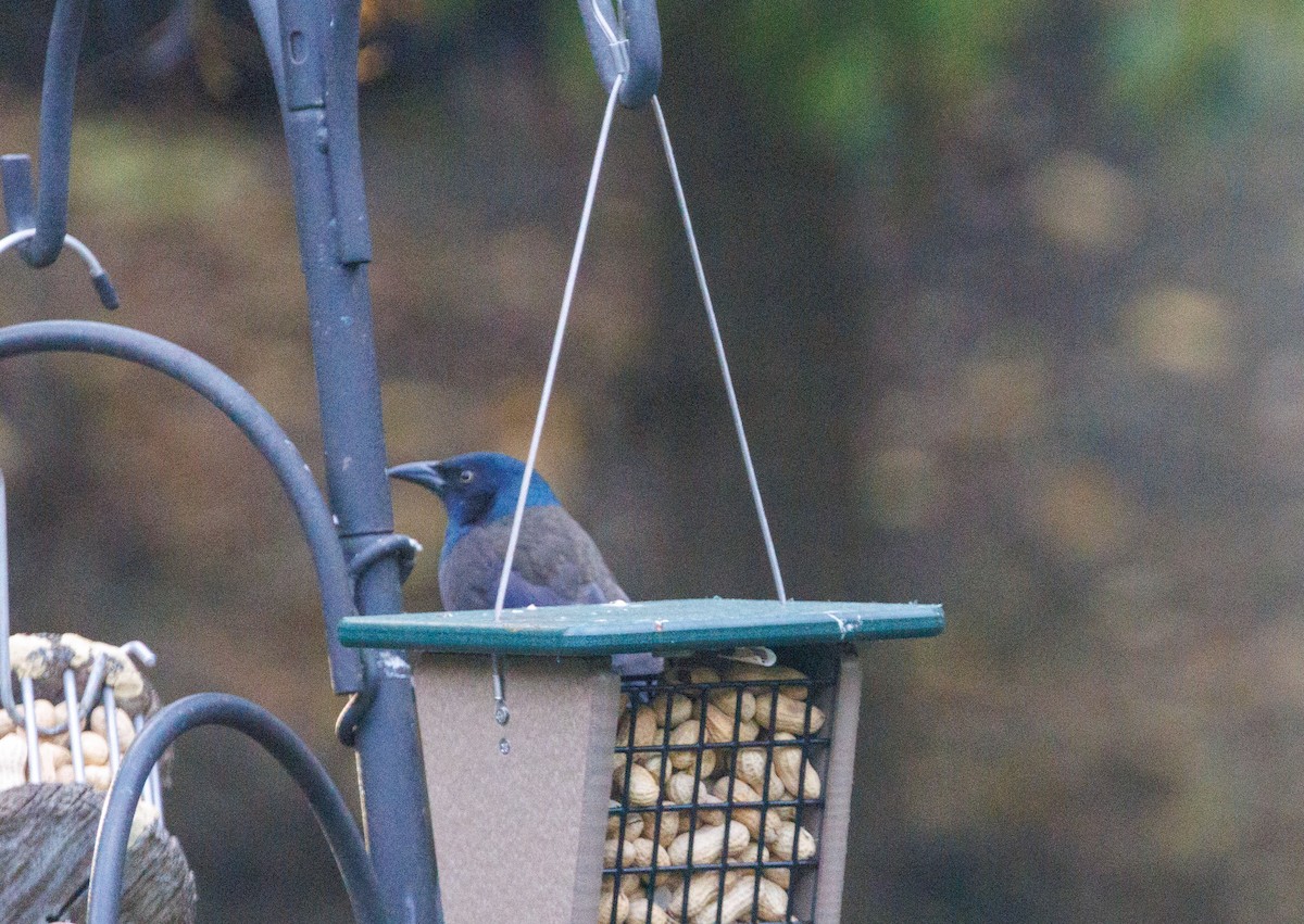 Purpurgrackel - ML645005260