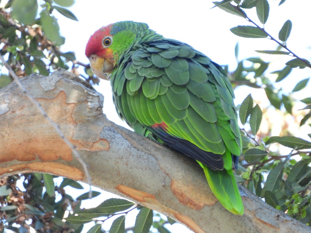 Red-crowned Amazon - ML645005282